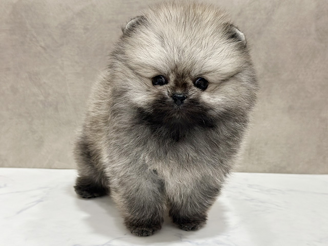 京都府のポメラニアン (ペッツファースト京都四条河原町店/2025年11月3日生まれ/女の子/クリームセーブル)の子犬の1枚目の画像