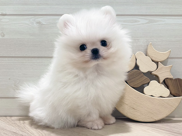 ペキニーズミックス