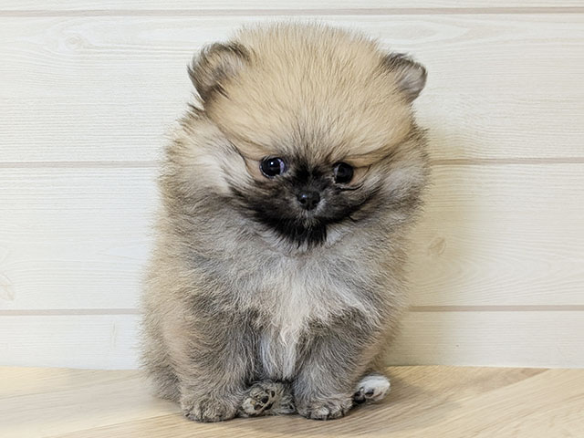 神奈川県のペキポメ/ポメペキ(ペキニーズ×ポメラニアン) (ペッツファースト川崎店/2025年11月2日生まれ/男の子/クリームセーブル)の子犬の1枚目の画像