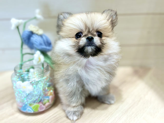 大阪府のペキポメ/ポメペキ(ペキニーズ×ポメラニアン) (ペッツファーストららぽーと門真店/2025年11月2日生まれ/女の子/クリームセーブル)の子犬の1枚目の画像
