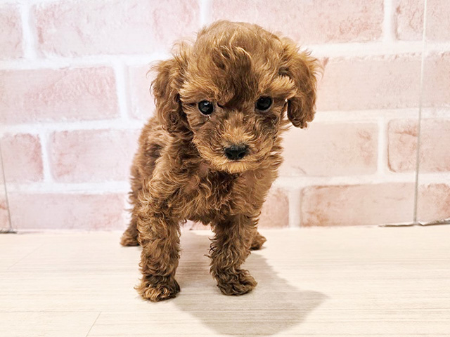 神奈川県のトイプードル(タイニー) (ペッツファースト秦野店/2025年11月4日生まれ/男の子/レッド)の子犬の1枚目の画像