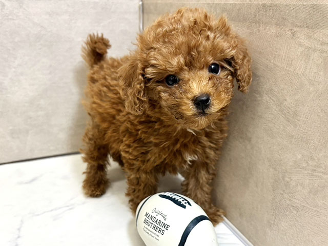 愛知県のトイプードル(タイニー) (ペッツファースト一宮店/2025年11月2日生まれ/男の子/アプリコット)の子犬の1枚目の画像