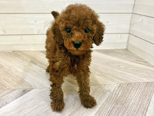 福岡県のトイプードル(トイ) (ペッツファースト大牟田店/2025年11月2日生まれ/男の子/レッド)の子犬の1枚目の画像