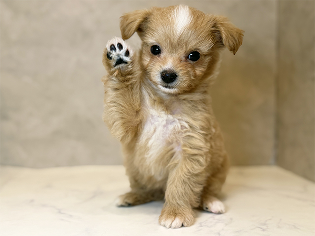 東京都のチワプー/プーチー(チワワ×プードル) (ペッツファーストららぽーと立川立飛店/2025年11月3日生まれ/男の子/レッドホワイト)の子犬の1枚目の画像