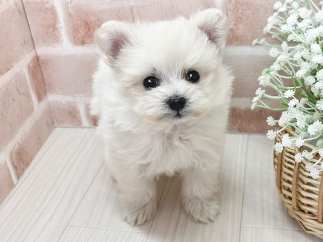 埼玉県のポメプー(ポメラニアン×プードル) (ペッツファースト川越店/2025年11月1日生まれ/男の子/クリーム)の子犬の1枚目の画像