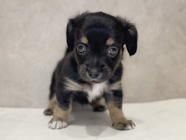 千葉県のチワックス(チワワ×ダックス) (ペッツファーストららぽーとTOKYO-BAY店/2025年11月1日生まれ/女の子/ブラックタン)の子犬の1枚目の画像