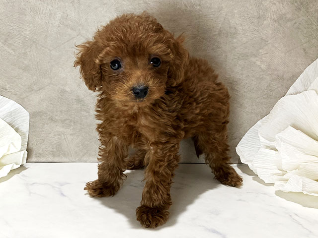 茨城県のトイプードル(タイニー) (ペッツファースト土浦店/2025年11月3日生まれ/男の子/レッド)の子犬の1枚目の画像