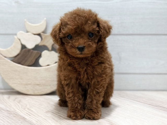 東京都のトイプードル(タイニー) (ペッツファースト吉祥寺本店/2025年11月3日生まれ/女の子/レッド)の子犬の1枚目の画像