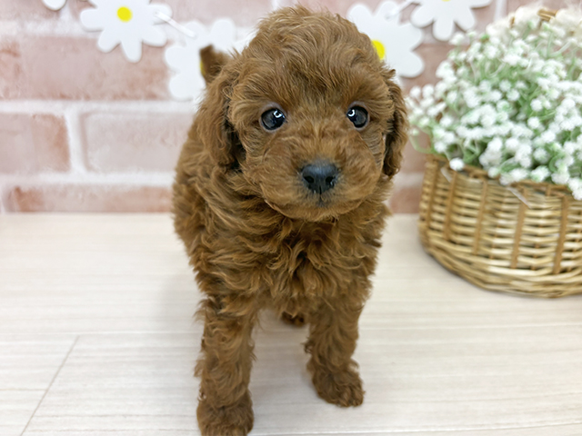 鹿児島県のトイプードル(タイニー) (ペッツファースト鹿児島店/2025年11月3日生まれ/男の子/レッド)の子犬の1枚目の画像