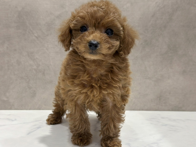 京都府のトイプードル(タイニー) (ペッツファースト京都四条河原町店/2025年11月3日生まれ/女の子/レッド)の子犬の1枚目の画像