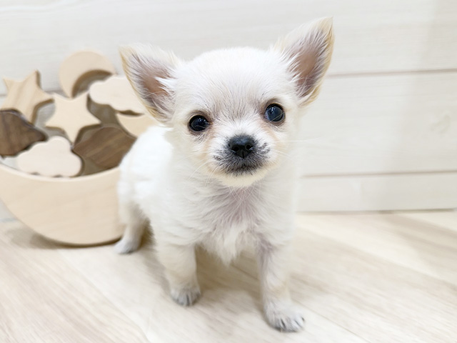 広島県のチワワ(ロング) (ペッツファースト広島府中店/2025年11月1日生まれ/男の子/クリーム)の子犬の1枚目の画像