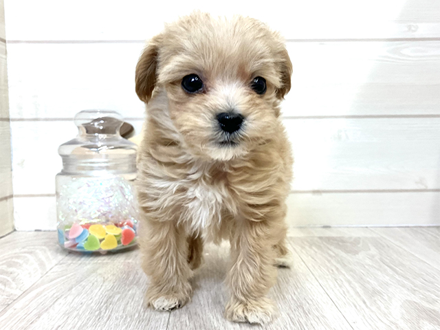 愛知県のマルプー(マルチーズ×プードル) (ペッツファースト大高店/2025年11月1日生まれ/男の子/アプリコット)の子犬の1枚目の画像