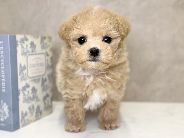 大阪府のマルプー(マルチーズ×プードル) (ペッツファースト心斎橋本店/2025年11月1日生まれ/女の子/アプリコット)の子犬の1枚目の画像