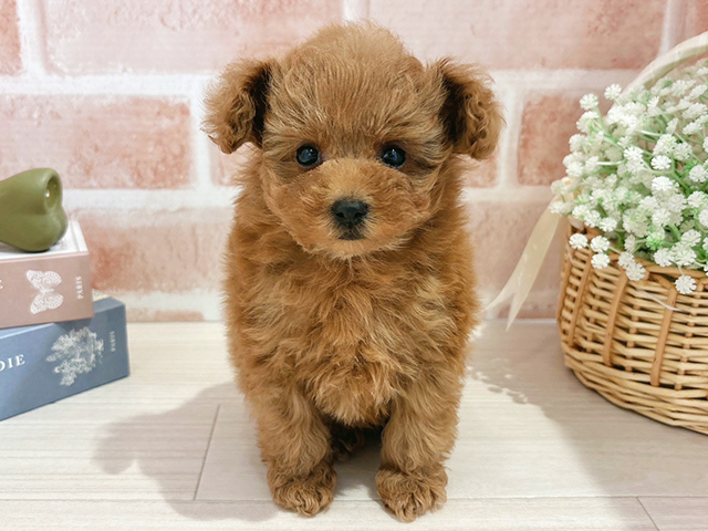 東京都のトイプードル(タイニー) (ペッツファースト自由が丘店/2025年11月4日生まれ/女の子/レッド)の子犬の1枚目の画像