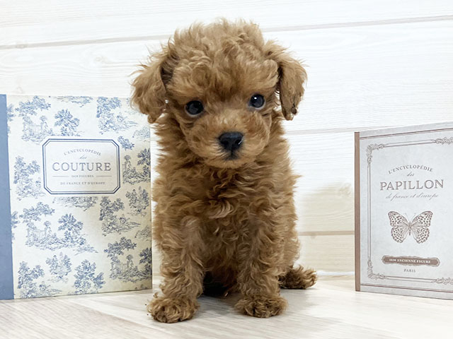 愛知県のトイプードル(タイニー) (ペッツファースト岡崎店/2025年11月4日生まれ/男の子/レッド)の子犬の1枚目の画像