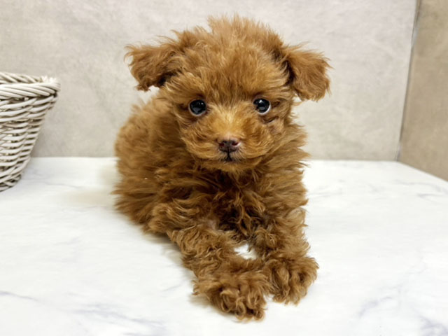 愛知県のトイプードル(タイニー) (ペッツファースト一宮店/2025年11月4日生まれ/女の子/レッド)の子犬の1枚目の画像