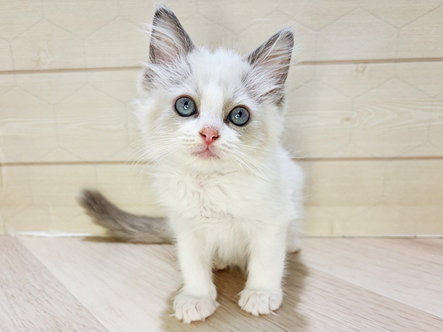 埼玉県のラグドール (ペッツファーストレイクタウン店/2025年11月3日生まれ/男の子/ブルーポイントバイカラー)の子猫の1枚目の画像