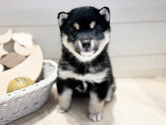 群馬県の豆柴 (ペッツファースト高崎店/2025年11月2日生まれ/女の子/黒)の子犬の1枚目の画像