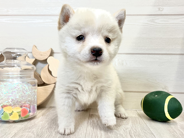 愛知県の豆柴 (ペッツファースト大高店/2025年11月2日生まれ/女の子/白)の子犬の1枚目の画像