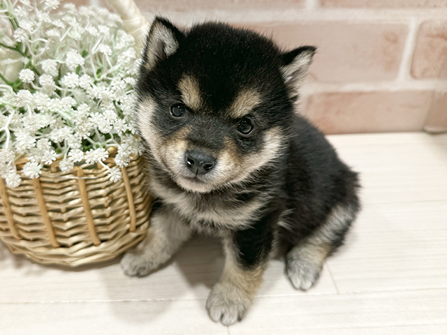東京都の豆柴 (ペッツファースト町田店/2025年11月4日生まれ/男の子/黒)の子犬の1枚目の画像