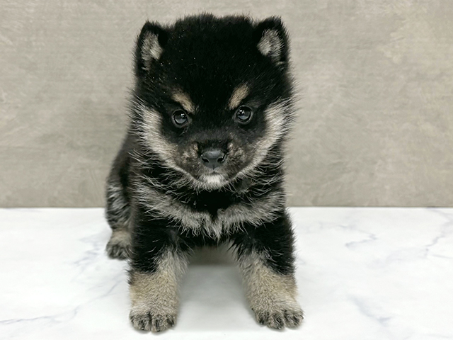 東京都の豆柴 (ペッツファースト八王子多摩美大前店/2025年11月4日生まれ/男の子/黒)の子犬の1枚目の画像