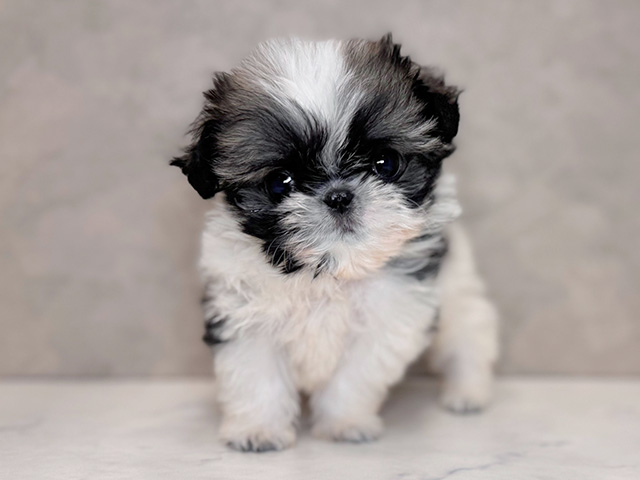 埼玉県のチワズー/チワシーズ(チワワ×シーズー) (ペッツファーストPETEMOレイクタウンmori店/2025年11月4日生まれ/男の子/ホワイトゴールド)の子犬の1枚目の画像