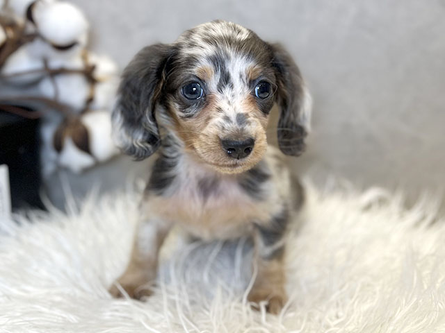 東京都のカニンヘンダックスフンド(ロング) (ペッツファースト青山店/2025年11月4日生まれ/男の子/ブルーダップル)の子犬の1枚目の画像