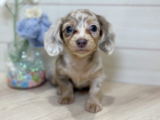 カニヘンダックスフンド