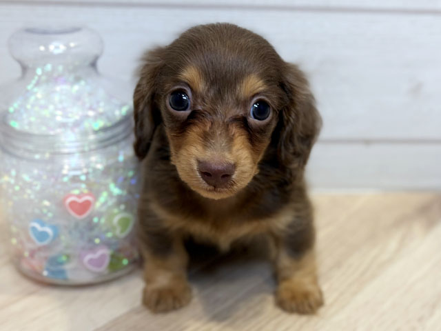 神奈川県のカニンヘンダックスフンド(ロング) (ペッツファースト川崎店/2025年11月4日生まれ/男の子/チョコレートタン)の子犬