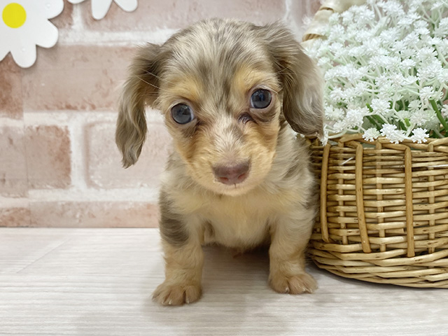 カニヘンダックスフンド