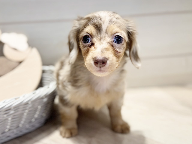 カニヘンダックスフンド