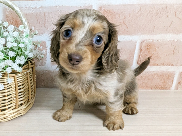 カニヘンダックスフンド