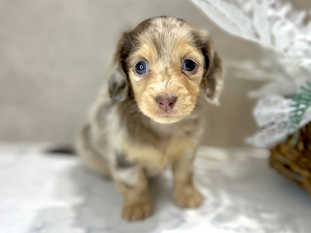 大阪府のカニンヘンダックスフンド(ロング) (ペッツファースト茶屋町店/2025年11月4日生まれ/女の子/チョコレートダップル)の子犬の1枚目の画像