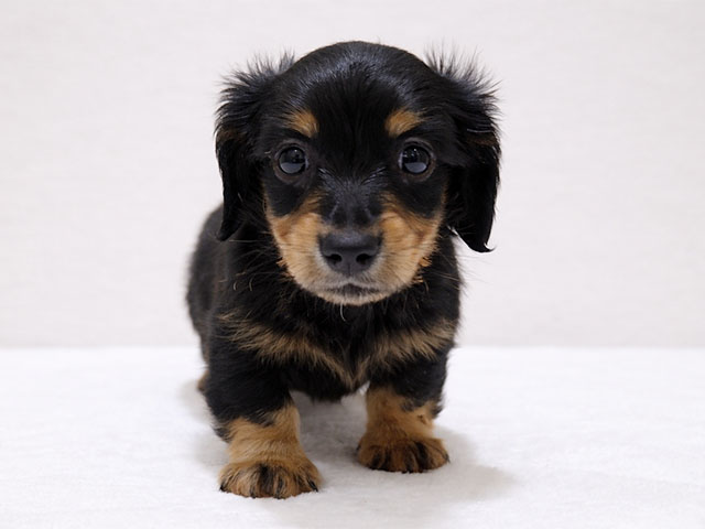 東京都のカニンヘンダックスフンド(ロング) (ペッツファースト中野店/2025年11月4日生まれ/男の子/ブラックタン)の子犬の1枚目の画像