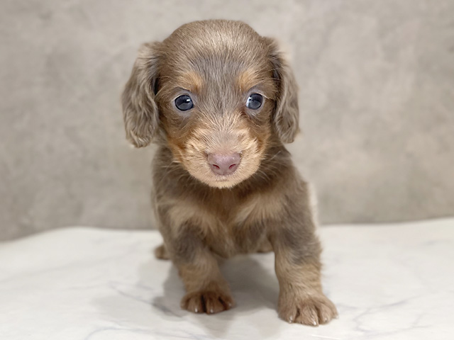 千葉県のカニンヘンダックスフンド(ロング) (ペッツファーストららぽーとTOKYO-BAY店/2025年11月4日生まれ/男の子/イザベラタン)の子犬の1枚目の画像