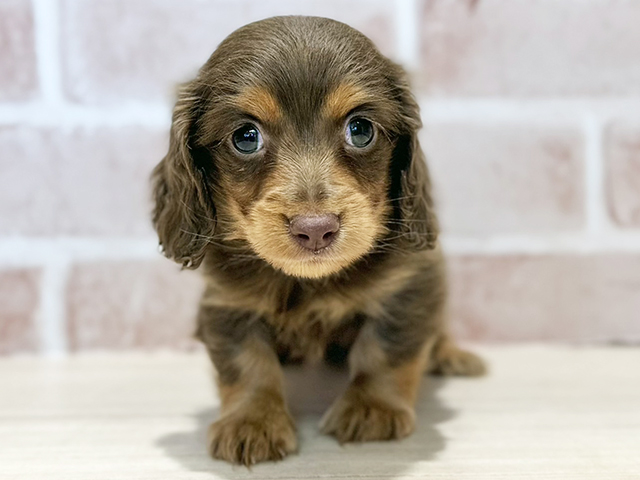 神奈川県のカニンヘンダックスフンド(ロング) (ペッツファースト秦野店/2025年11月4日生まれ/男の子/チョコレートタン)の子犬の1枚目の画像