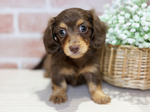 岡山県のカニンヘンダックスフンド(ロング) (ペッツファースト倉敷店/2025年11月4日生まれ/女の子/チョコレートタン)の子犬の1枚目の画像