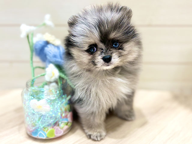 大阪府のポメラニアン (ペッツファーストららぽーと門真店/2025年11月4日生まれ/女の子/ブルーマール)の子犬の1枚目の画像