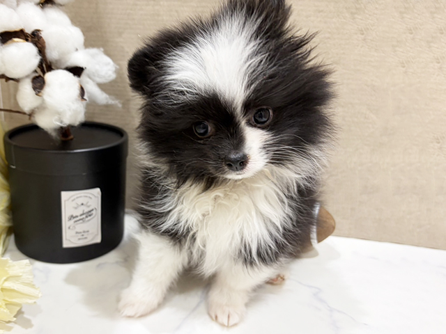 大阪府のポメラニアン (ペッツファースト難波店/2025年11月4日生まれ/女の子/ブラックホワイト)の子犬の1枚目の画像