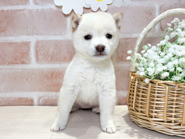 岡山県の豆柴 (ペッツファースト倉敷店/2025年11月4日生まれ/女の子/白)の子犬の1枚目の画像