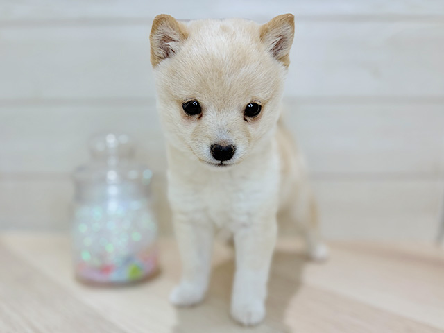 埼玉県の豆柴 (ペッツファーストレイクタウン店/2025年11月4日生まれ/男の子/白)の子犬の1枚目の画像