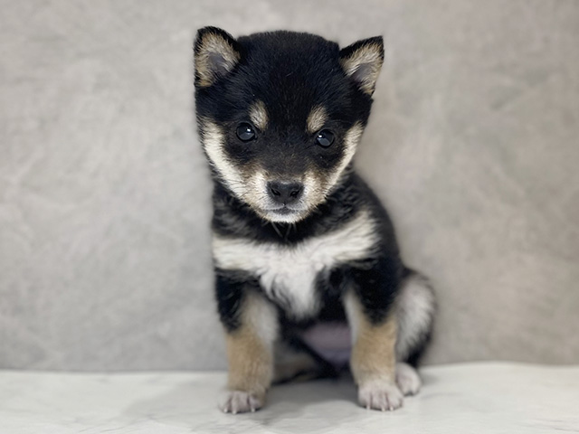 千葉県の豆柴 (ペッツファーストららぽーとTOKYO-BAY店/2025年11月4日生まれ/女の子/黒)の子犬の1枚目の画像