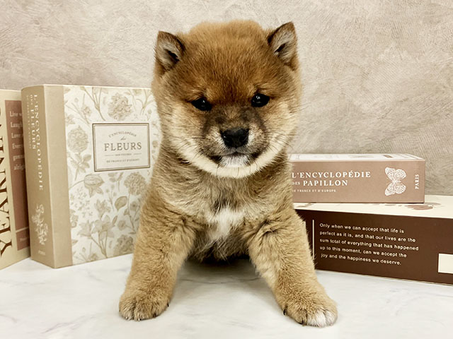 奈良県の豆柴 (ペッツファースト橿原店/2025年11月4日生まれ/男の子/赤)の子犬の1枚目の画像