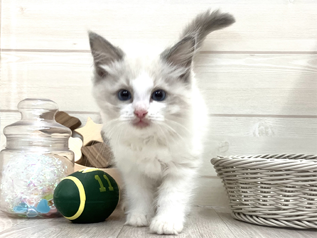愛知県のラグドール (ペッツファースト大高店/2025年11月4日生まれ/男の子/ブルーポイントバイカラー)の子猫の1枚目の画像