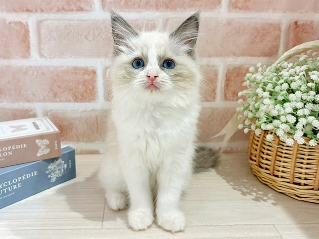 東京都のラグドール (ペッツファースト自由が丘店/2025年11月4日生まれ/女の子/ブルーポイントバイカラー)の子猫
