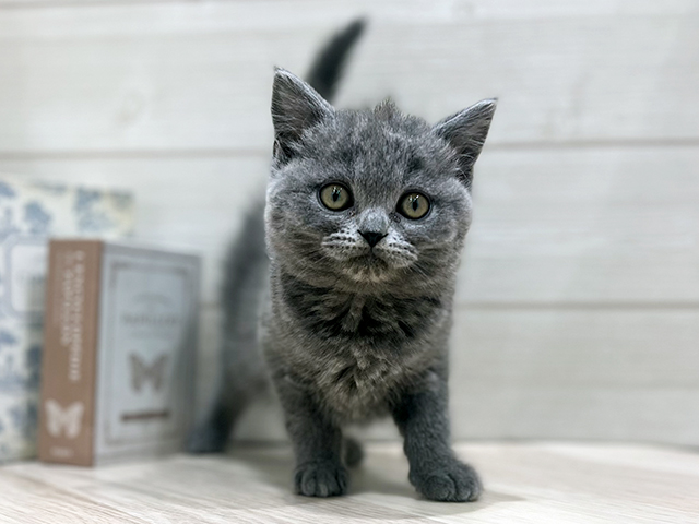 大阪府のブリティッシュショートヘアー (ペッツファースト梅田店/2025年11月4日生まれ/女の子/ブルー)の子猫の1枚目の画像