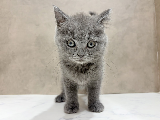 ブリティッシュ