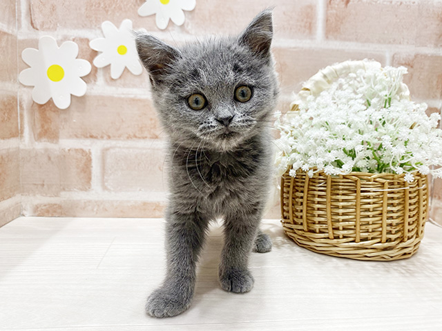 福岡県のブリティッシュショートヘアー (ペッツファースト筑紫野店/2025年11月4日生まれ/女の子/ブルー)の子猫の1枚目の画像