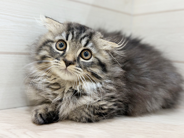 兵庫県のスコティッシュフォールド (ペッツファースト神戸元町店/2025年11月3日生まれ/男の子/ブラウンタビー)の子猫