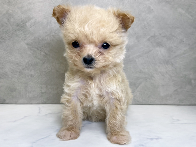 埼玉県のチワプー/プーチー(チワワ×プードル) (ペッツファーストPETEMOレイクタウンmori店/2025年10月27日生まれ/女の子/アプリコット)の子犬の1枚目の画像